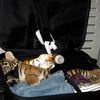 Baby Tiger Found In Traveler's Suitcase!